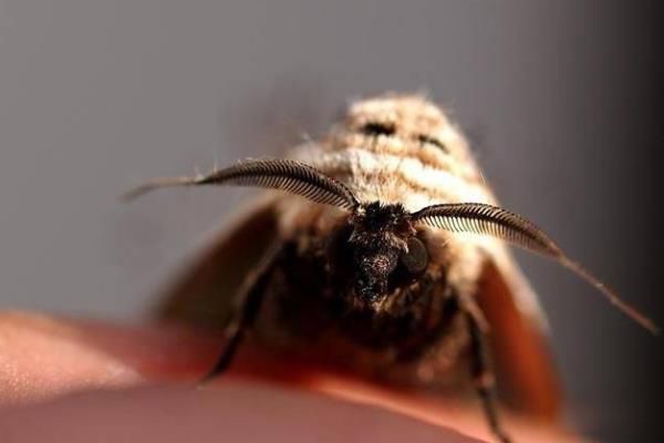 �ɶ�ɽ�����Ԥʾʲô �ɶ�ɽ���������᲻�᲻��