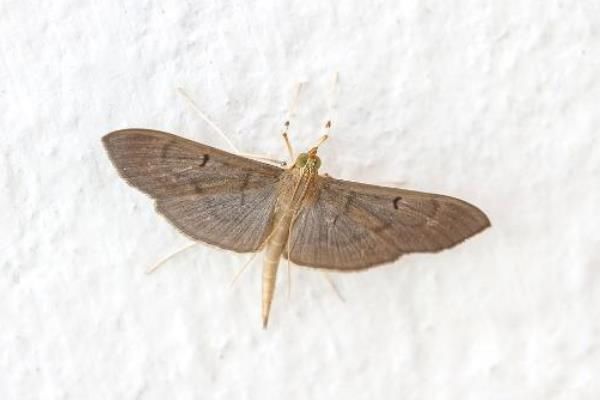 �ɶ�ɽ�����Ԥʾʲô �ɶ�ɽ���������᲻�᲻��