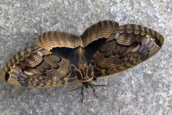 �ɶ�ɽ�����Ԥʾʲô �ɶ�ɽ���������᲻�᲻��