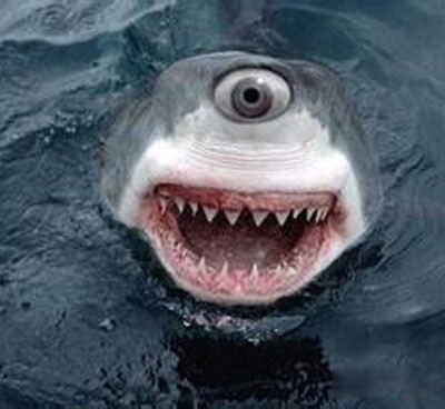 ��ϡ�еĶ������а�ǰ7�� ��������Ƿ���ɱ����ֱ��ǹ��