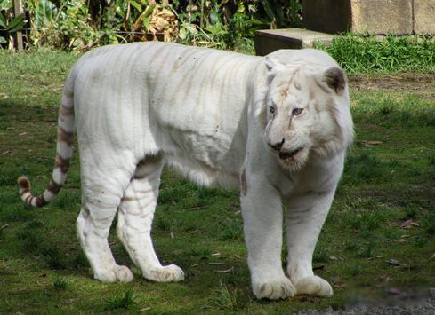 ��ϡ�еĶ������а�ǰ7�� ��������Ƿ���ɱ����ֱ��ǹ��