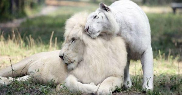 ��ϡ�еĶ������а�ǰ7�� ��������Ƿ���ɱ����ֱ��ǹ��