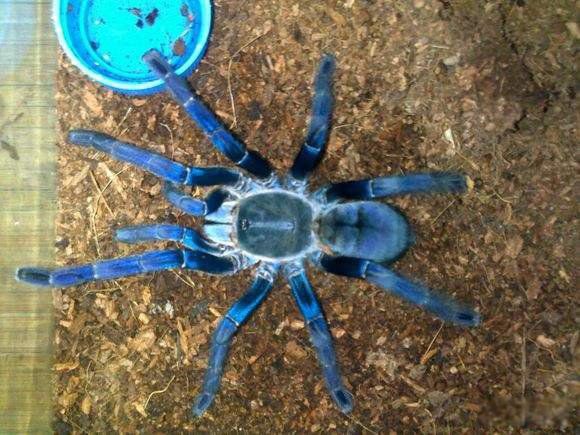 ��ϡ�еĶ������а�ǰ7�� ��������Ƿ���ɱ����ֱ��ǹ��