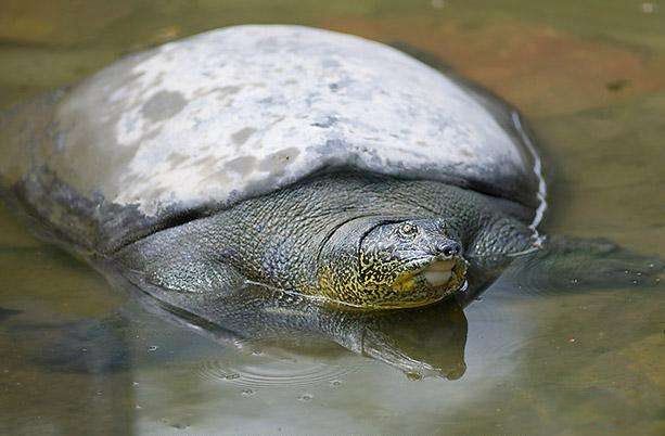 ��ϡ�еĶ������а�ǰ7�� ��������Ƿ���ɱ����ֱ��ǹ��