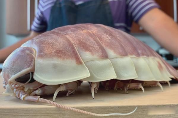 �����������Գ��� �������ʭ����Ǯһֻ