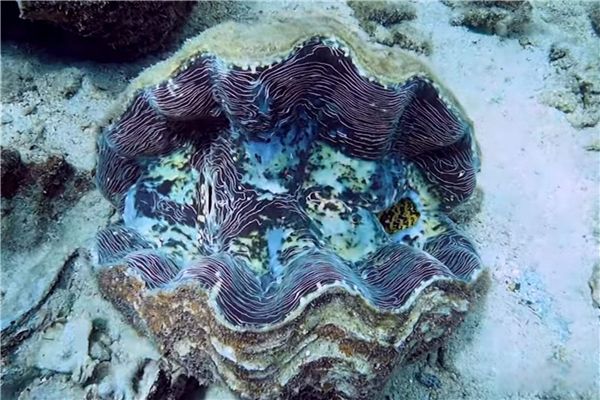 �޸���ʲô��˼ ���;޴�ľ޸��ص�ͷֲ�