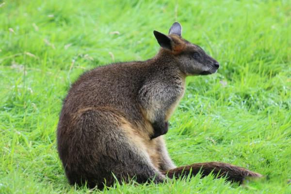 ����С������ʲô���� ���Ͳ����ʲô����