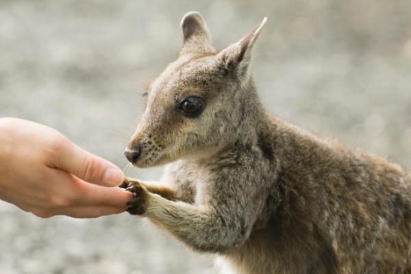 澳洲小袋鼠是什么动物 体型不算大长什么样子