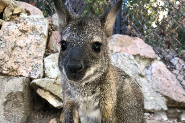 澳洲小袋鼠是什么动物 体型不算大长什么样子