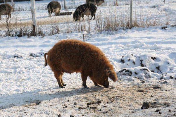 伊比利亚黑猪吃什么长大的 食物是橡果,在橡木林里长大的