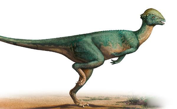 �������������� ��������ʲô��ͼƬ