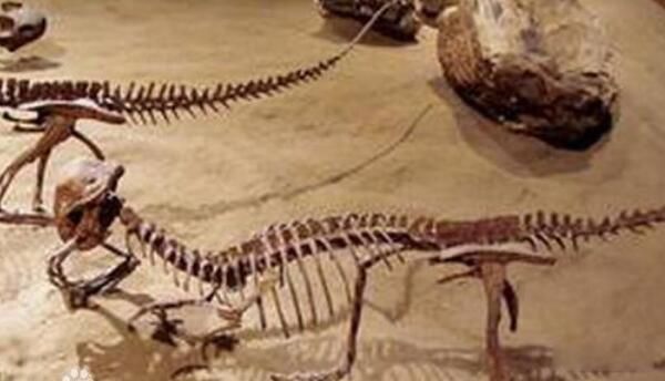 �������������� ��������ʲô��ͼƬ