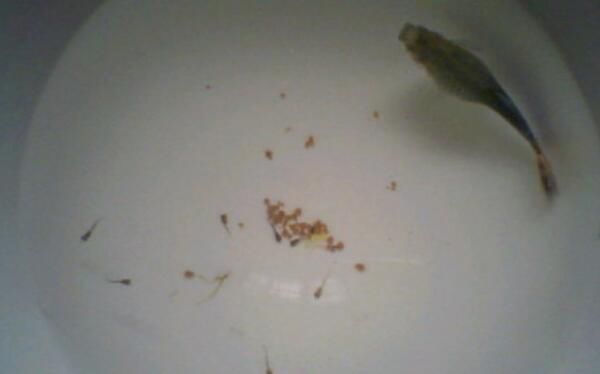 �ճ�����С����ôι�� ���ιʳ�ȽϺó�ʲôʳ��