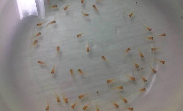 �ճ�����С����ôι�� ���ιʳ�ȽϺó�ʲôʳ��