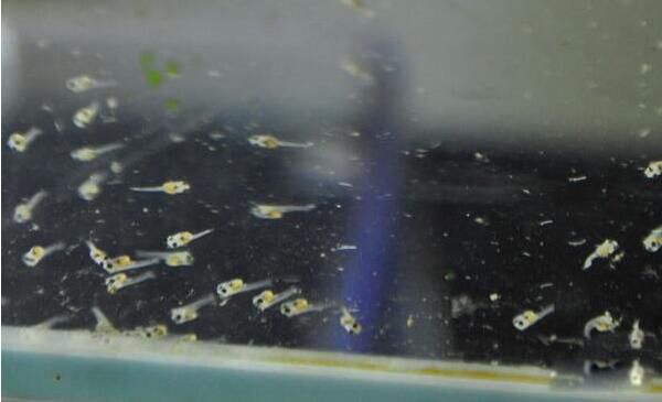 �ճ�����С����ôι�� ���ιʳ�ȽϺó�ʲôʳ��