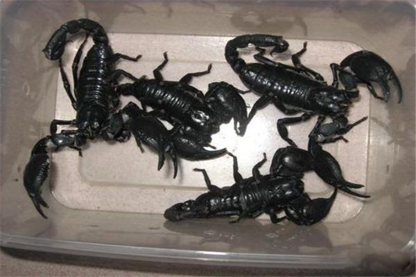 ȫ������Ы�Ӷ������� �޴�ĵ���Ы���ȳ���20����