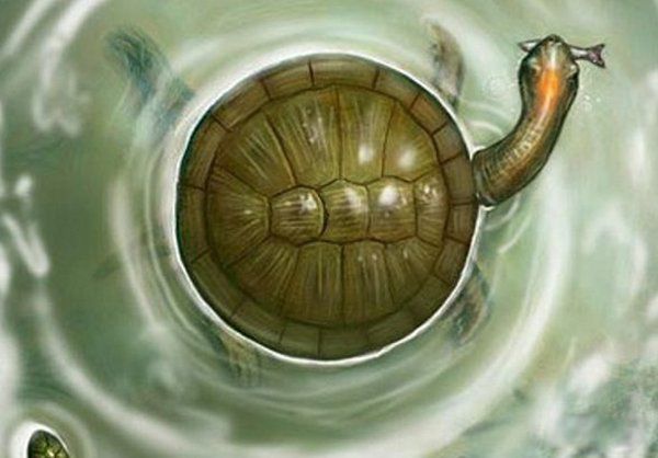 ̫�Ŵ�ʮ��ֲ����� ���������ع귢���ڸ��ױ���