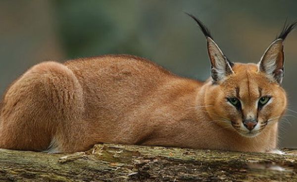 土蝼是什么神兽怎么读 传说是个力大无穷的怪物