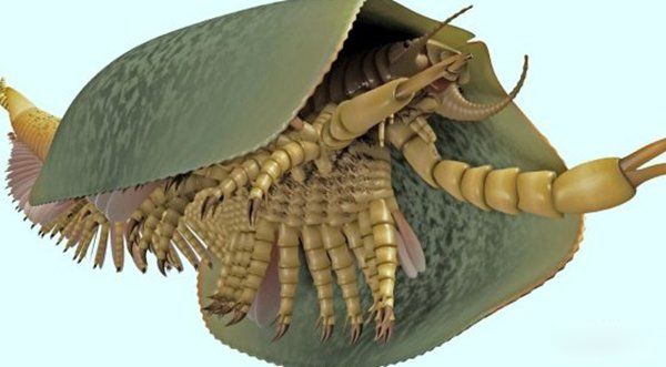 ̫�Ŵ�ʮ��ֲ����� ���������ع귢���ڸ��ױ���