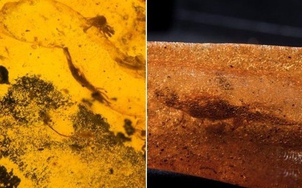 ̫�Ŵ�ʮ��ֲ����� ���������ع귢���ڸ��ױ���