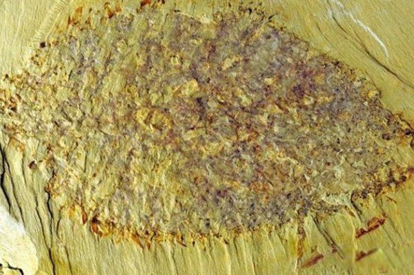 ̫�Ŵ�ʮ��ֲ����� ���������ع귢���ڸ��ױ���