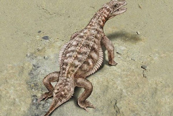 ̫�Ŵ�ʮ��ֲ����� ���������ع귢���ڸ��ױ���