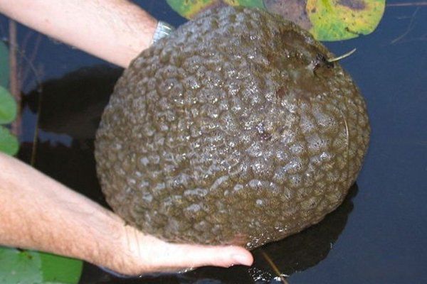 ̫�Ŵ�ʮ��ֲ����� ���������ع귢���ڸ��ױ���