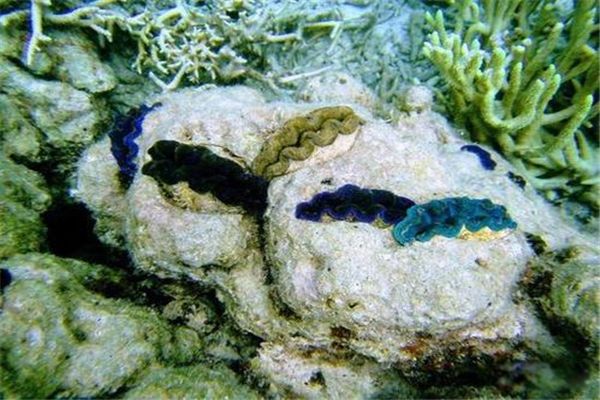 �޸���ʲô��˼ ���;޴�ľ޸��ص�ͷֲ�