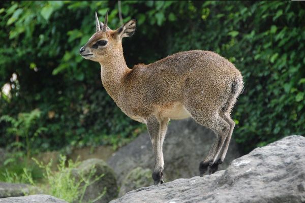 ɽ�������� ɽ����Ҫ�ֲ������ﳤʲô����