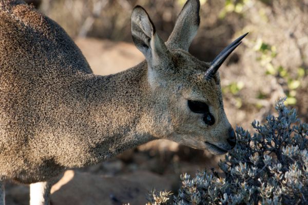 ɽ�������� ɽ����Ҫ�ֲ������ﳤʲô����