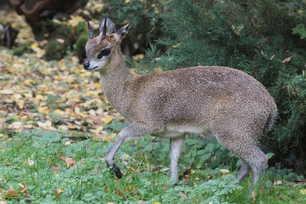 ɽ�������� ɽ����Ҫ�ֲ������ﳤʲô����