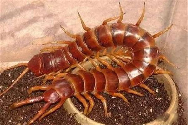 ��³������򼳤ʲô��ͼƬ һ�ȱ�����Ϊ�������������