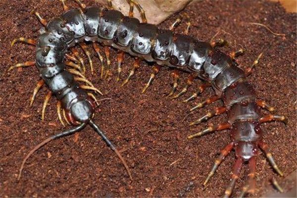 ��³������򼳤ʲô��ͼƬ һ�ȱ�����Ϊ�������������