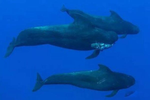 �캽�������ж���� �캽��Ϊʲô���캽��