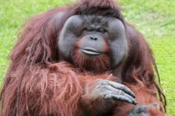 ��ë���ɵ��������� ��Ϊ��������,������ʲ