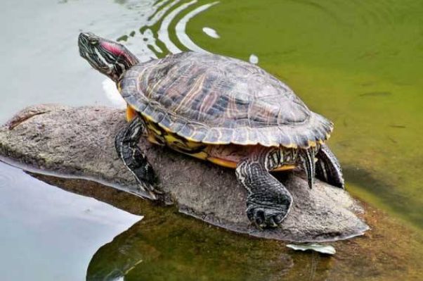 ��������ˮ�������� ����������ˮ�껹��ǳˮ��