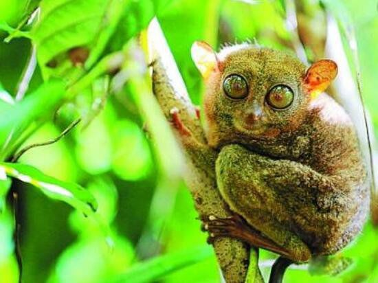 长相奇特的动物排行榜前十 皇狨猴像德国的威廉二世