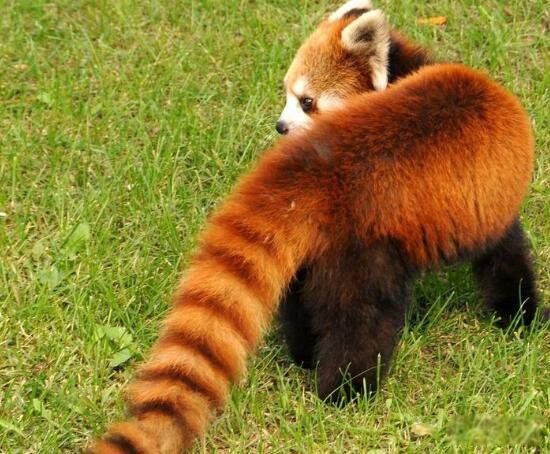 长相奇特的动物排行榜前十 皇狨猴像德国的威廉二世