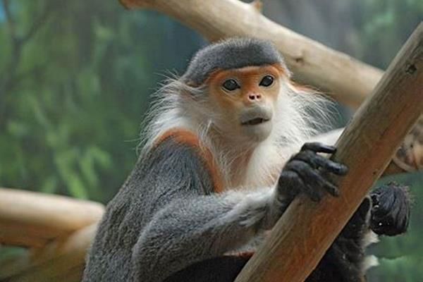 ����Ҷ���ǹ��Ҽ����������� ����Ҷ�ﳤʲô����ͼƬ