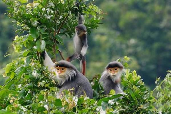 ����Ҷ���ǹ��Ҽ����������� ����Ҷ�ﳤʲô����ͼƬ