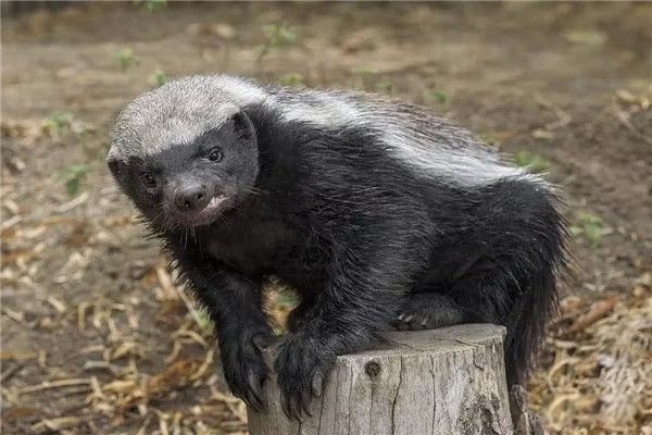 ��ү�����,��׷6Сʱ��ؼ� ��ү����⵱�˭����