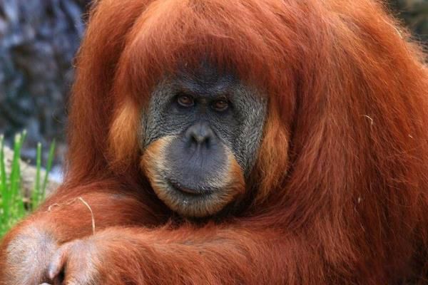 ��ë���ɵ��������� ��Ϊ��������,������ʲô������