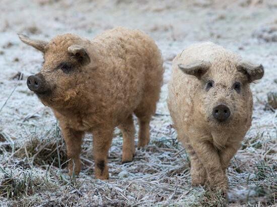 长相奇特的动物排行榜前十 皇狨猴像德国的威廉二世
