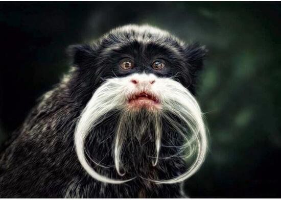 长相奇特的动物排行榜前十 皇狨猴像德国的威廉二世