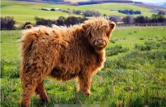 长相奇特的动物排行榜前十 皇狨猴像德国的威廉二世