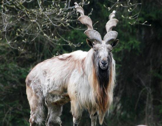长相奇特的动物排行榜前十 皇狨猴像德国的威廉二世