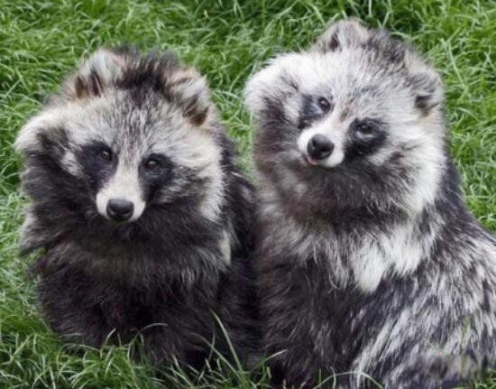 长相奇特的动物排行榜前十 皇狨猴像德国的威廉二世