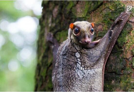 长相奇特的动物排行榜前十 皇狨猴像德国的威廉二世