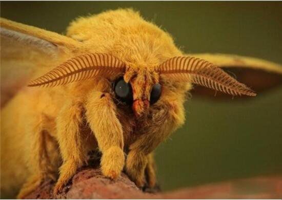 长相奇特的动物排行榜前十 皇狨猴像德国的威廉二世