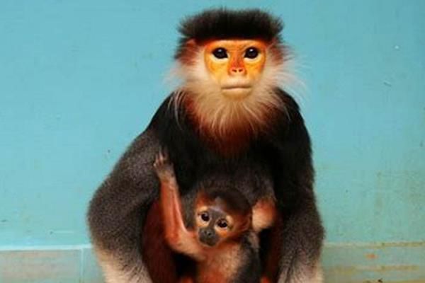 ����Ҷ���ǹ��Ҽ����������� ����Ҷ�ﳤʲô����ͼƬ